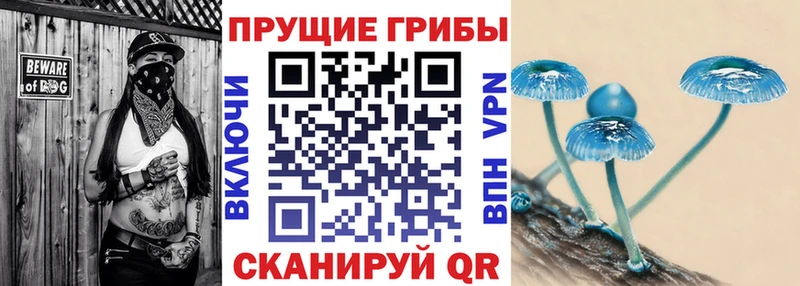 Купить где  Шебекино  Галлюциногенные грибы Psilocybe 